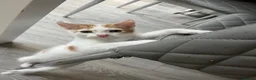 Mixed Breed cats for sale: 2 kittens ready for new homes  - Advert 22