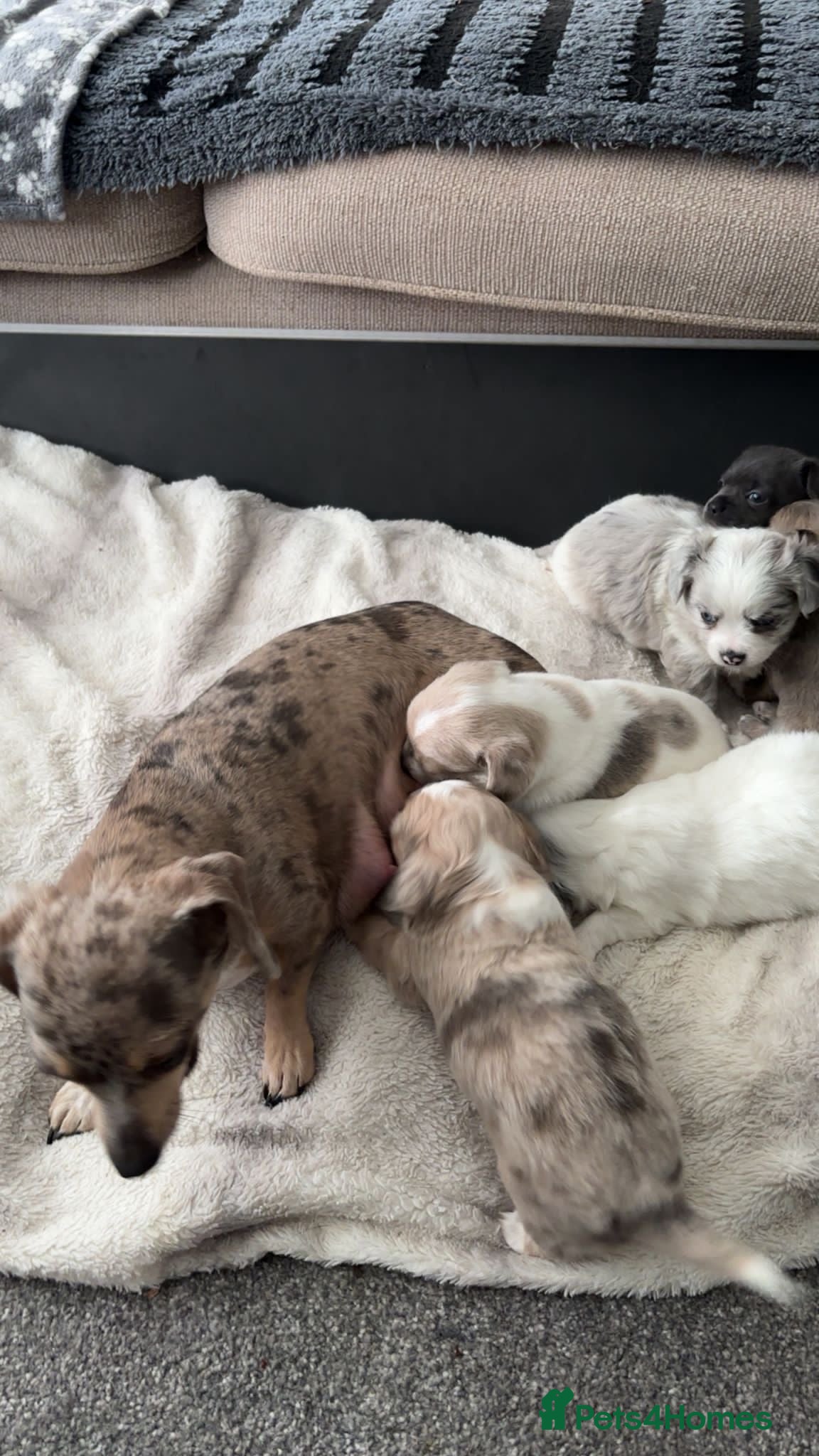 Chiweenie dogs Chiweenie for sale  - Advert 1