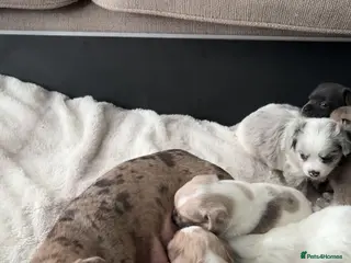 Chiweenie dogs Chiweenie for sale - Advert 1