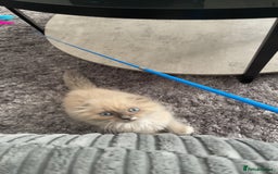 Scottish Fold cats for sale: Male Scottish Fold Kitten 22 weeks old  - Image 1