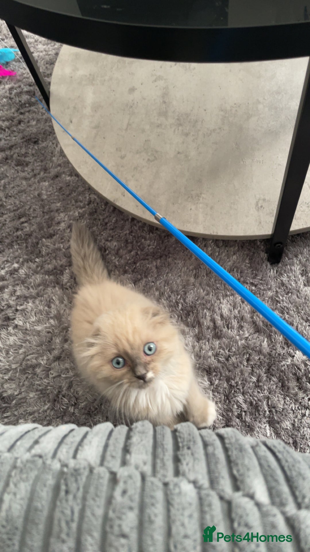 Scottish Fold cats for sale: Male Scottish Fold Kitten 22 weeks old  - Image 1