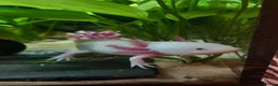 Axolotl reptiles for sale: Two healthy male axolotls, leucisistic and Wild - Advert 9