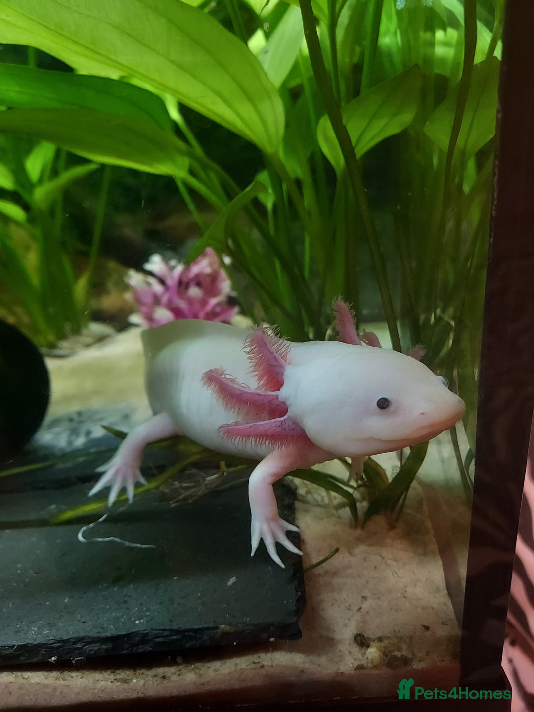 Axolotl reptiles for sale: Two healthy male axolotls, leucisistic and Wild - Advert 9