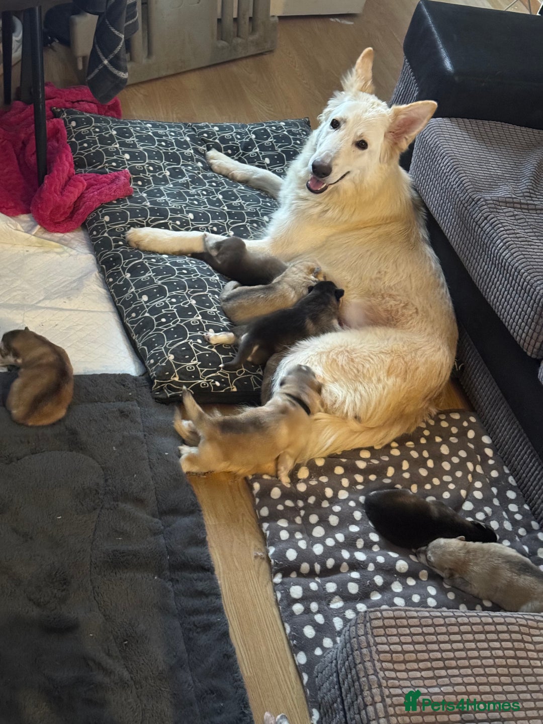 Shepsky dogs for sale: 7 beautiful Shepsky puppy’s available 🫶🏼 - Image 13