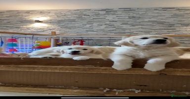 Golden Retriever dogs in Blackpool - Advert 8