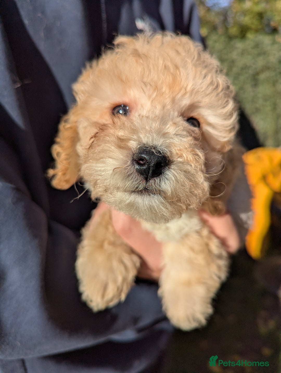 Miniature Poodle dogs for sale: Ready now Kc reg mini poodle pups for sale  - Advert 15