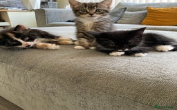 Mixed Breed cats for sale: Beautiful kittens tuxedo tabby & calico - Image 8
