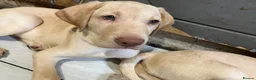 Labrador Retriever dogs for sale: Gorgeous Labrador Puppies, ready for forever homes - Advert 21