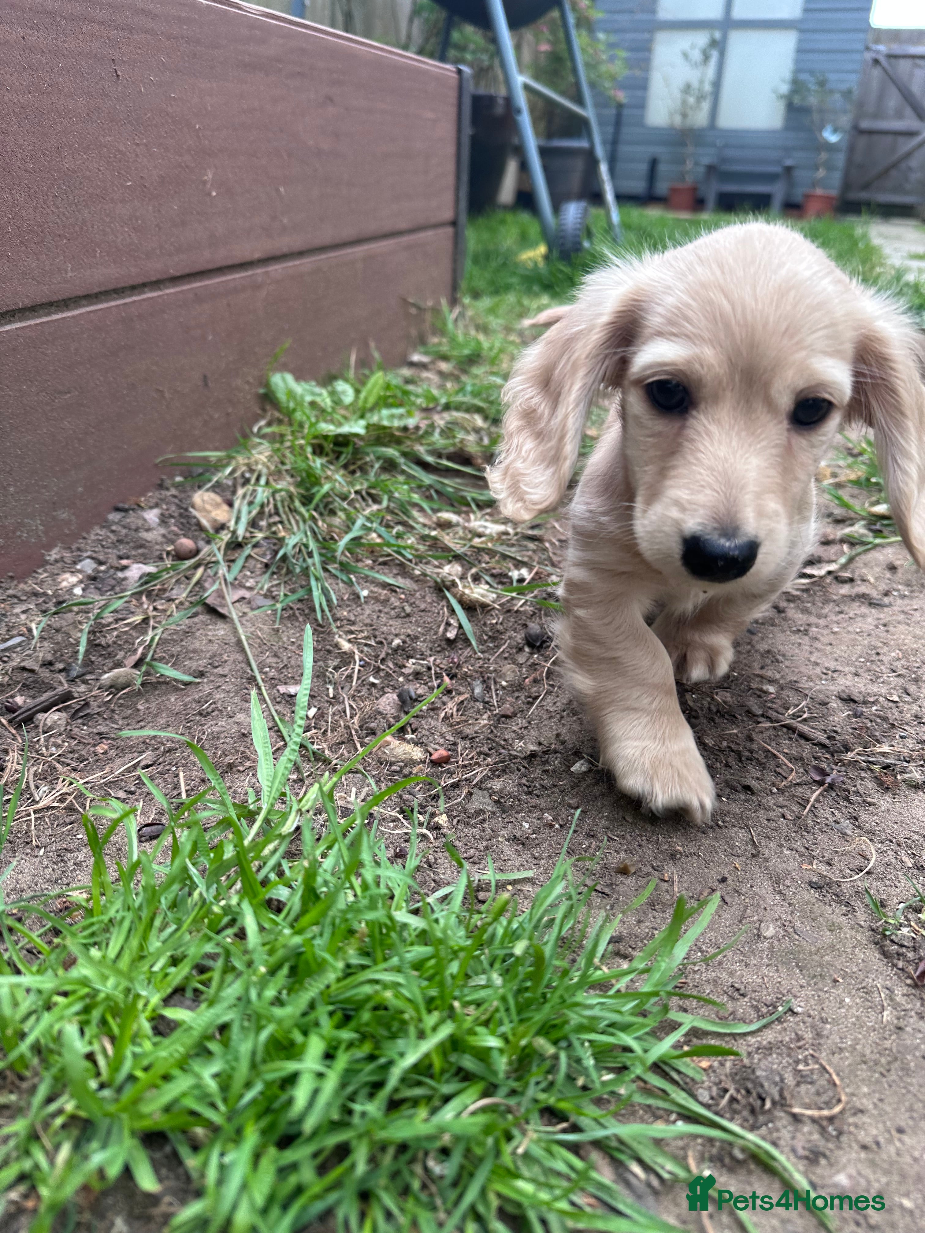 Miniature Dachshund dogs for sale: Miniature long haired dachshunds  - Advert 12