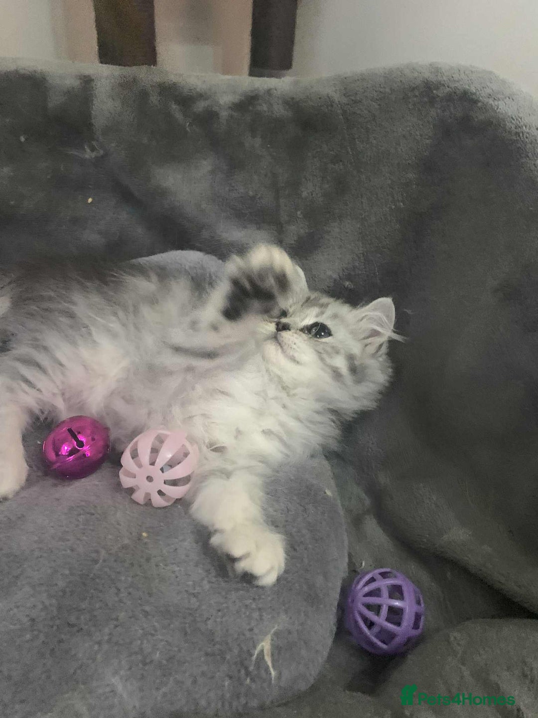 British Longhair cats for sale: British Longhair CH Pedigree Silvers  in Bournemouth - Image 16