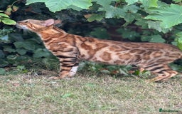 Bengal cats for sale: She very beautiful  - Image 11