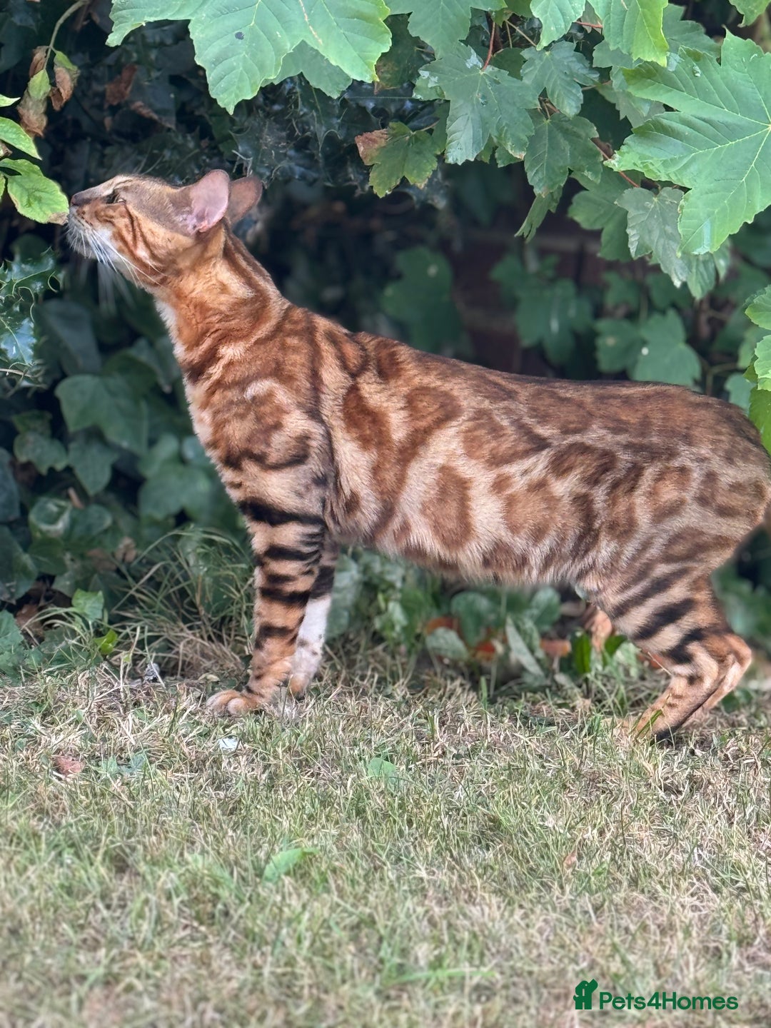 Bengal cats for sale: She very beautiful  - Image 11