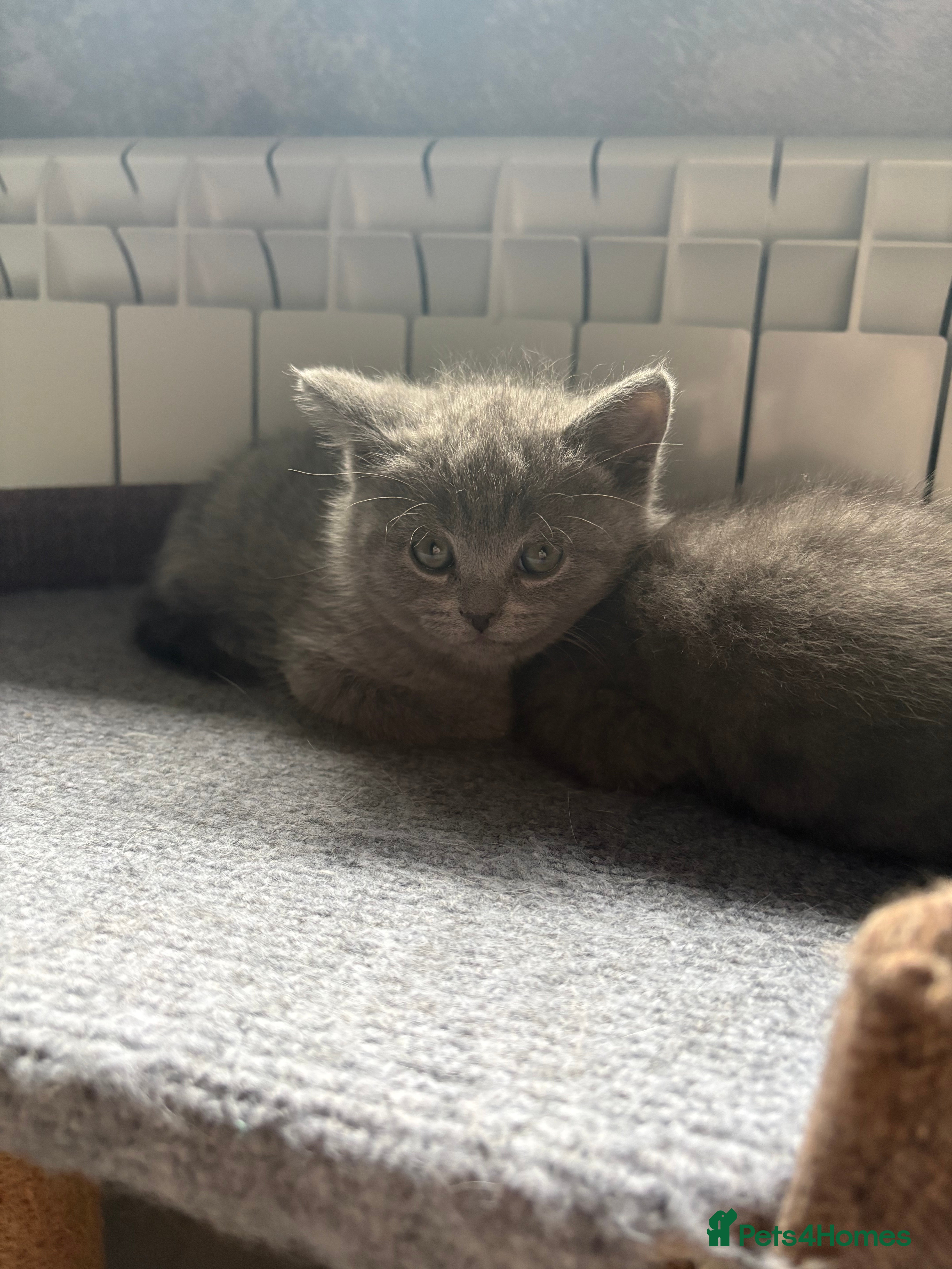 Scottish Fold cats 🐈‍⬛4 amazing Scottish Fold/Straight kittens - Advert 2