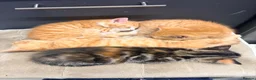 Maine Coon cats for sale: Mainecoon cross kittens - Advert 7