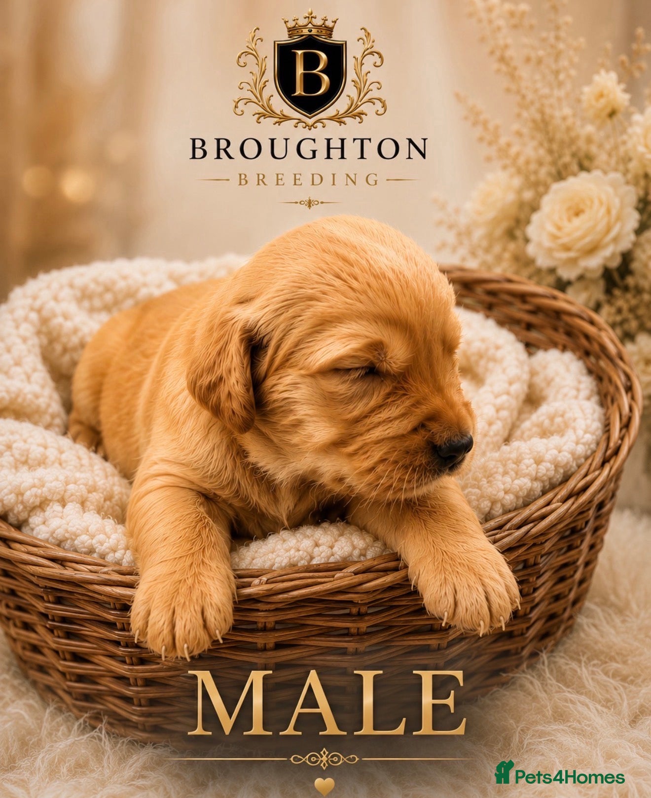 Golden Retriever dogs KC Dark Golden Retrievers 🧬 Health Tested Parents - Advert 1
