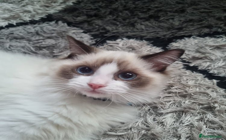 Ragdoll cats - Advert 16