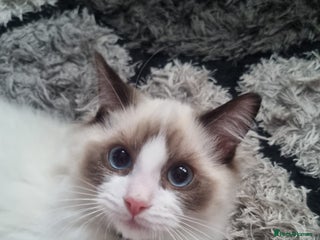 Ragdoll cats - Advert 22