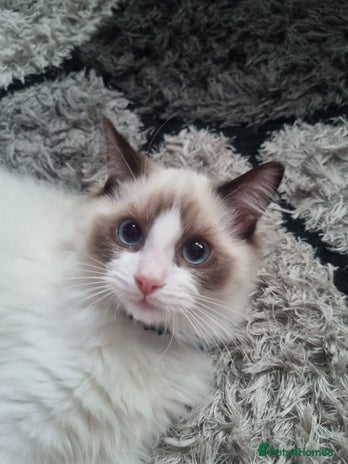 Ragdoll cats - Advert 1