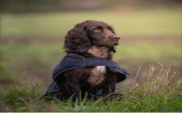 Cocker Spaniel dogs for sale: Kennel Club Registered Cocker Spaniel Puppies  - Image 9