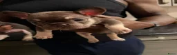 French Bulldog dogs for sale: 8 Beautiful French Bulldog Pups – 5 Girls & 3 Boys in Huddersfield - Advert 19