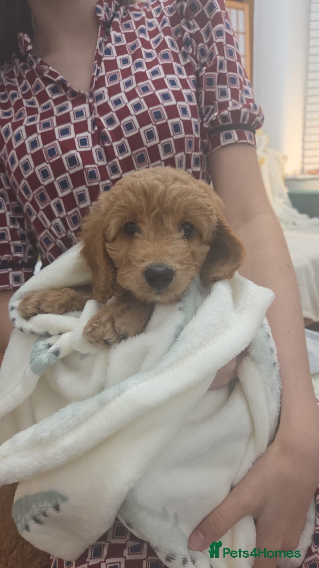 Cavapoo dogs for sale: Cavapoo looking for a forever home  - Advert 4