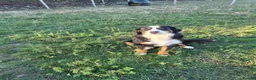 Bernese Mountain Dog dogs for sale: Bernese Mountain Dog Female - Advert 1