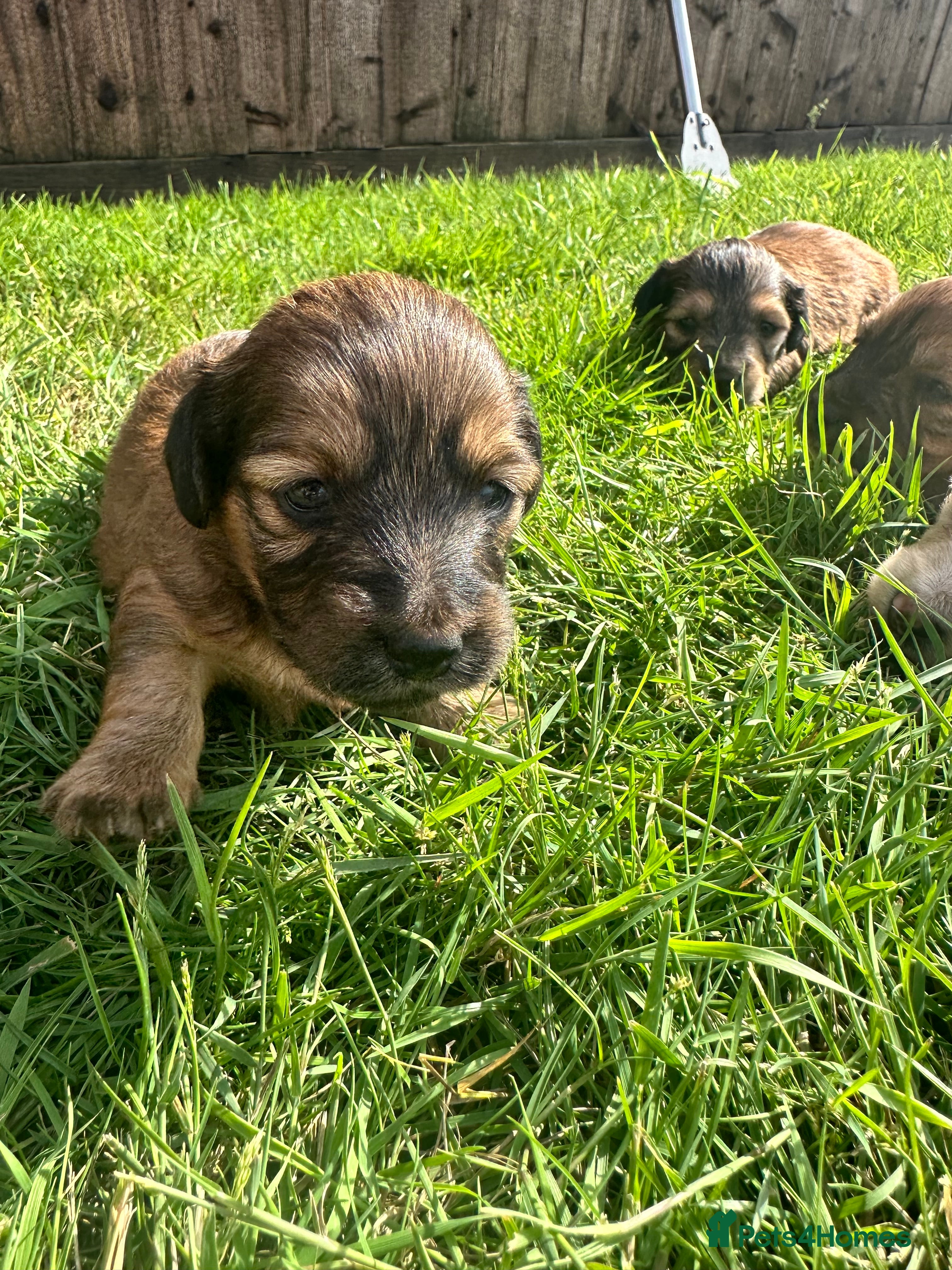 Dachshund dogs KC REG long haired miniature dachshund - Advert 2