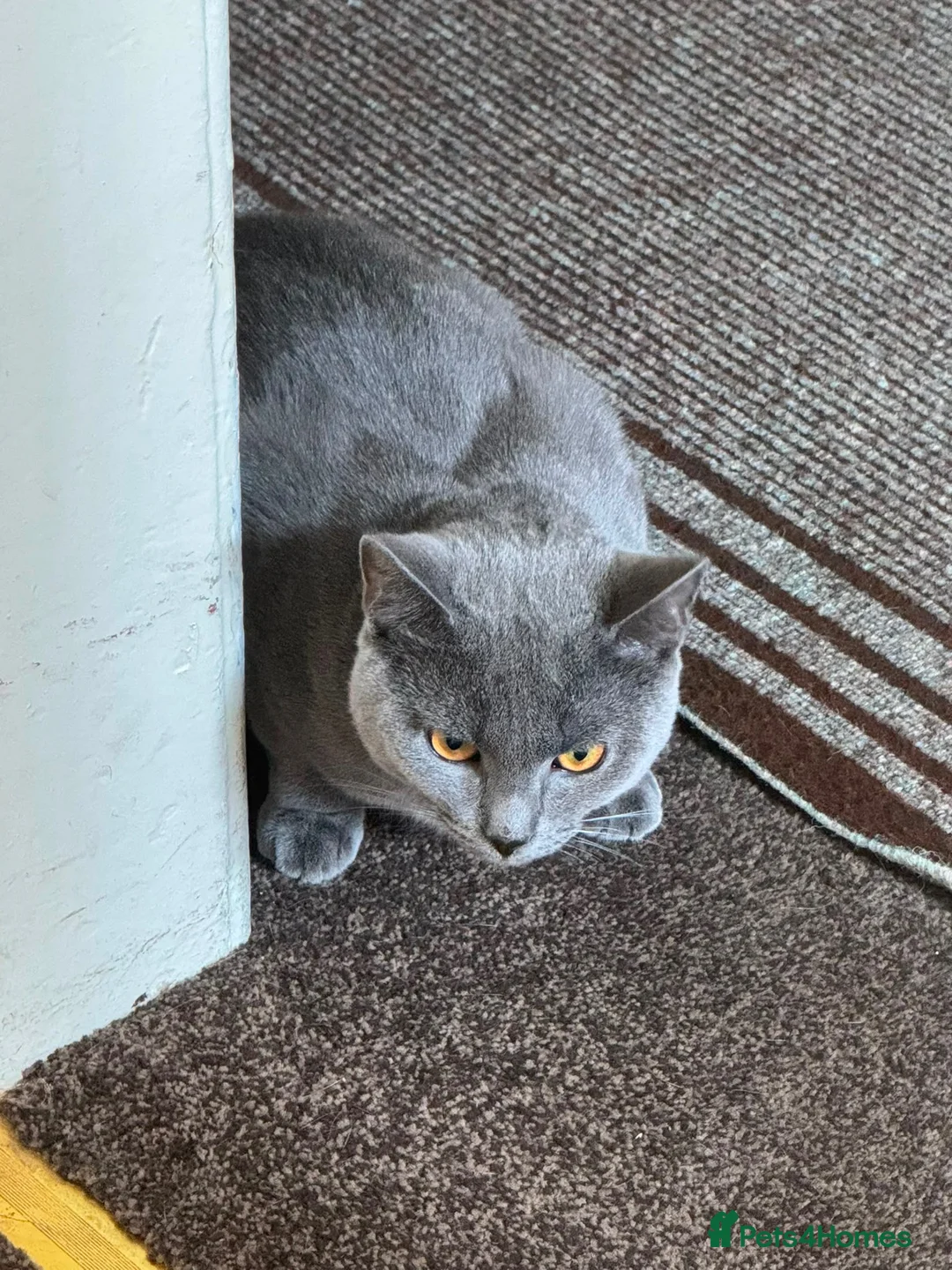 British Shorthair cats for sale: Grey/Blue British Short Hair Male Kitten for sale. in Oldham - Advert 12