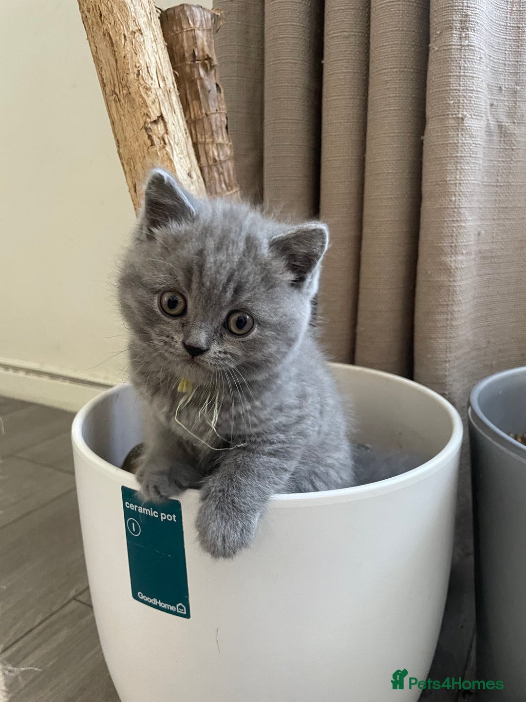 British Shorthair cats for sale: Wonderful, fluffy British Shorthair kittens - Image 7