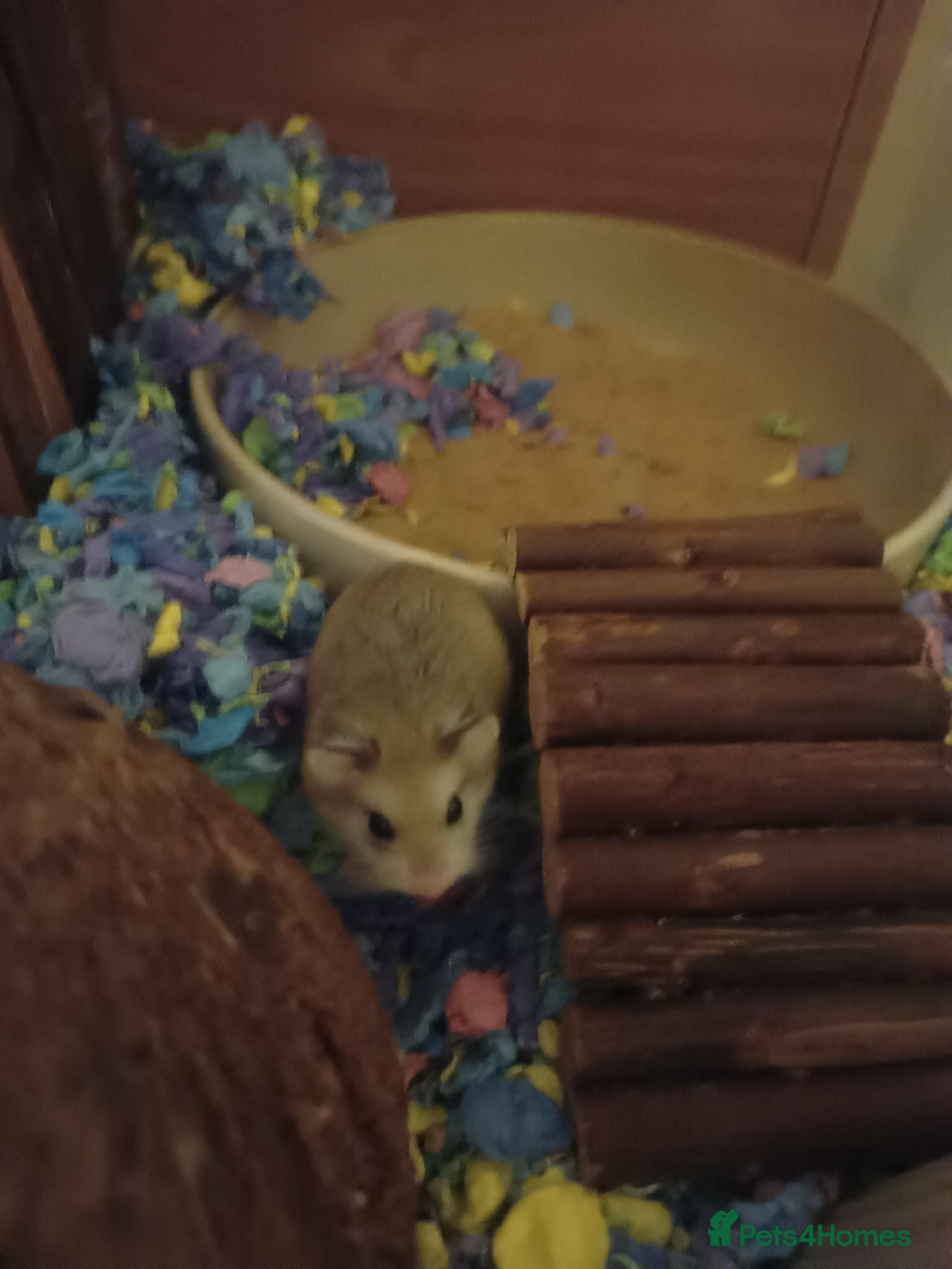 Hamster rodents Roborovski hamster looking for new home  - Advert 2
