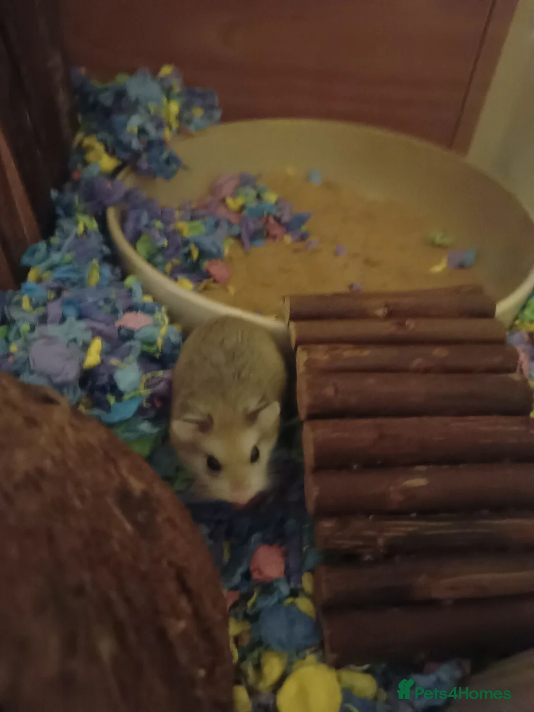 Hamster rodents for sale: Roborovski hamster looking for new home  - Advert 1