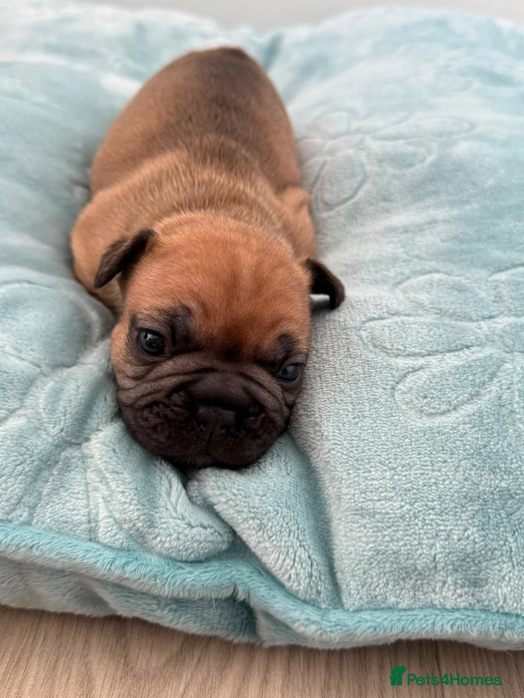 French Bulldog dogs for sale: Last 3 Girls left! Ready to leave!  - Advert 33