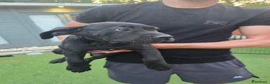 Cane Corso 3