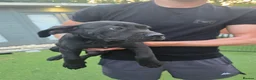 Cane Corso dogs for sale: Cane Corso puppies - Advert 6
