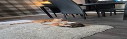 Mixed Breed cats for sale: Beatiful friendly kittens - Advert 12