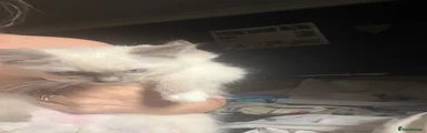 Ragdoll 1
