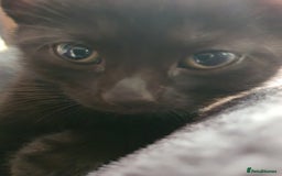British Shorthair cats for sale: British Shorthair Kittens for sale - Image 4