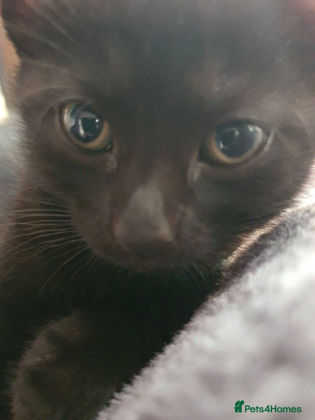 British Shorthair cats for sale: British Shorthair Kittens for sale - Image 4