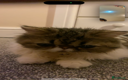Persian cats for sale: Cute Lazy Persion Boy - Image 2