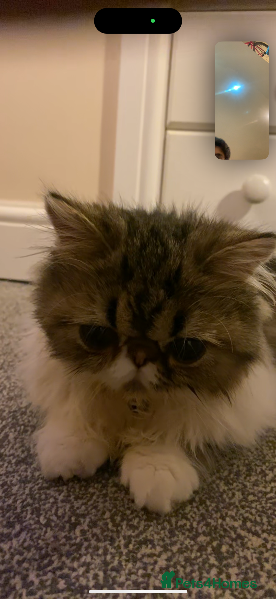 Persian cats for sale: Cute Lazy Persion Boy - Image 2