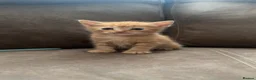 Mixed Breed cats for sale: 3 boy kittens  in Peterlee - Advert 2