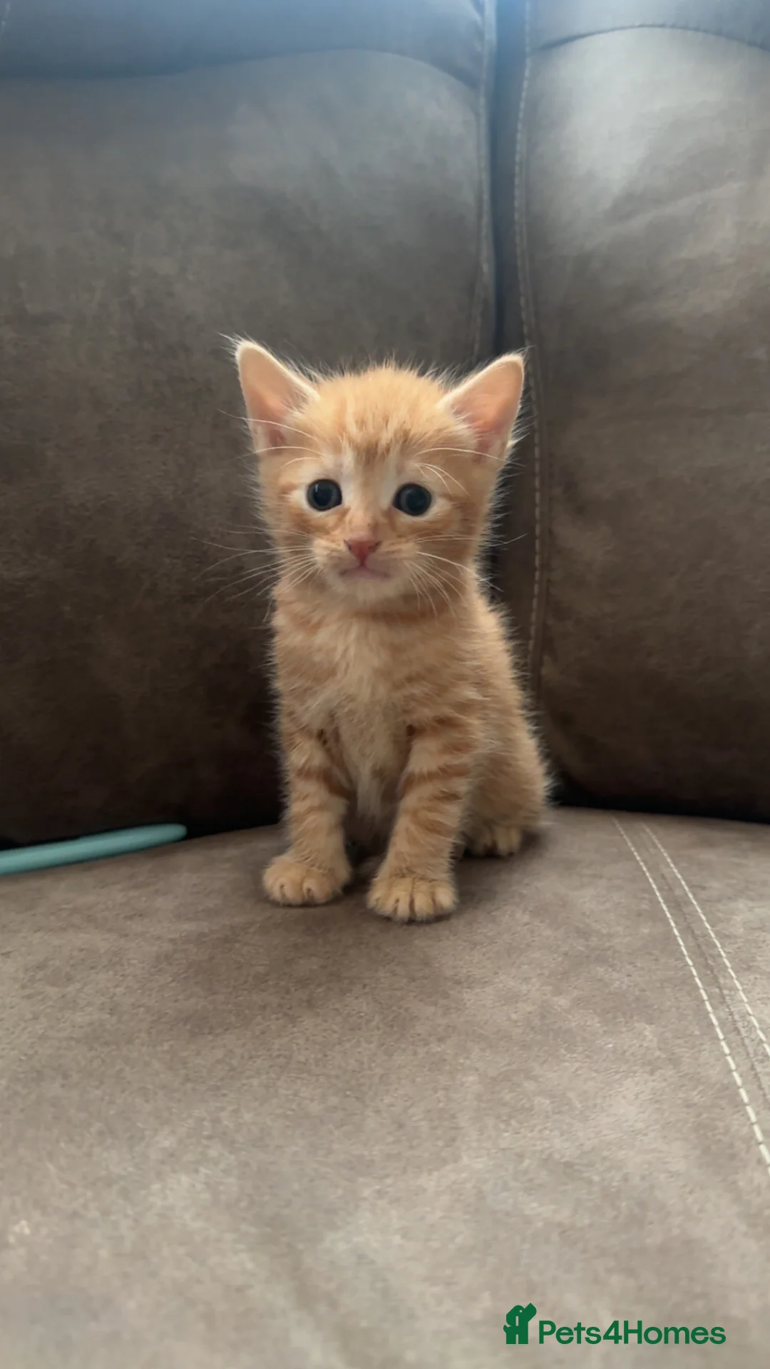 Mixed Breed cats for sale: 3 boy kittens  in Peterlee - Advert 2