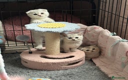 Scottish Fold cats for sale: Scottish fold female pick of litter - Image 4