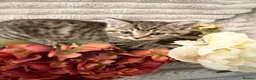 Mixed Breed cats for sale: Beautiful girl kitten - Advert 8