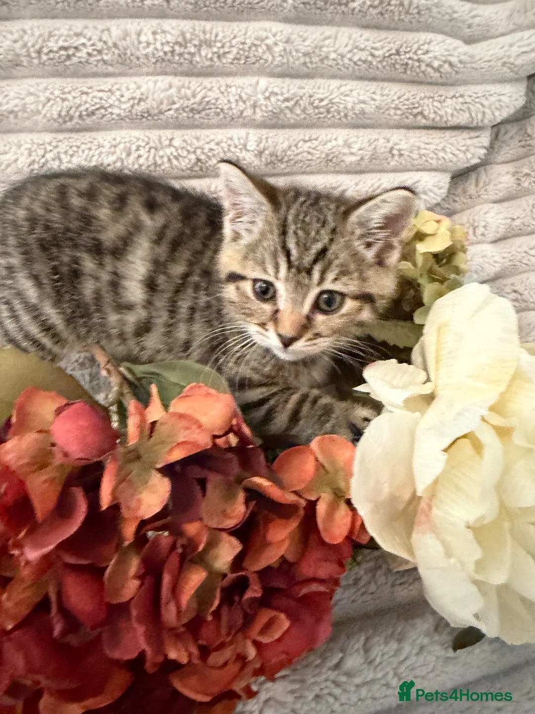 Mixed Breed cats for sale: Beautiful girl kitten - Advert 8