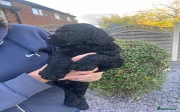 Labradoodle dogs for sale: Multigenrational labradoodle  - Image 1