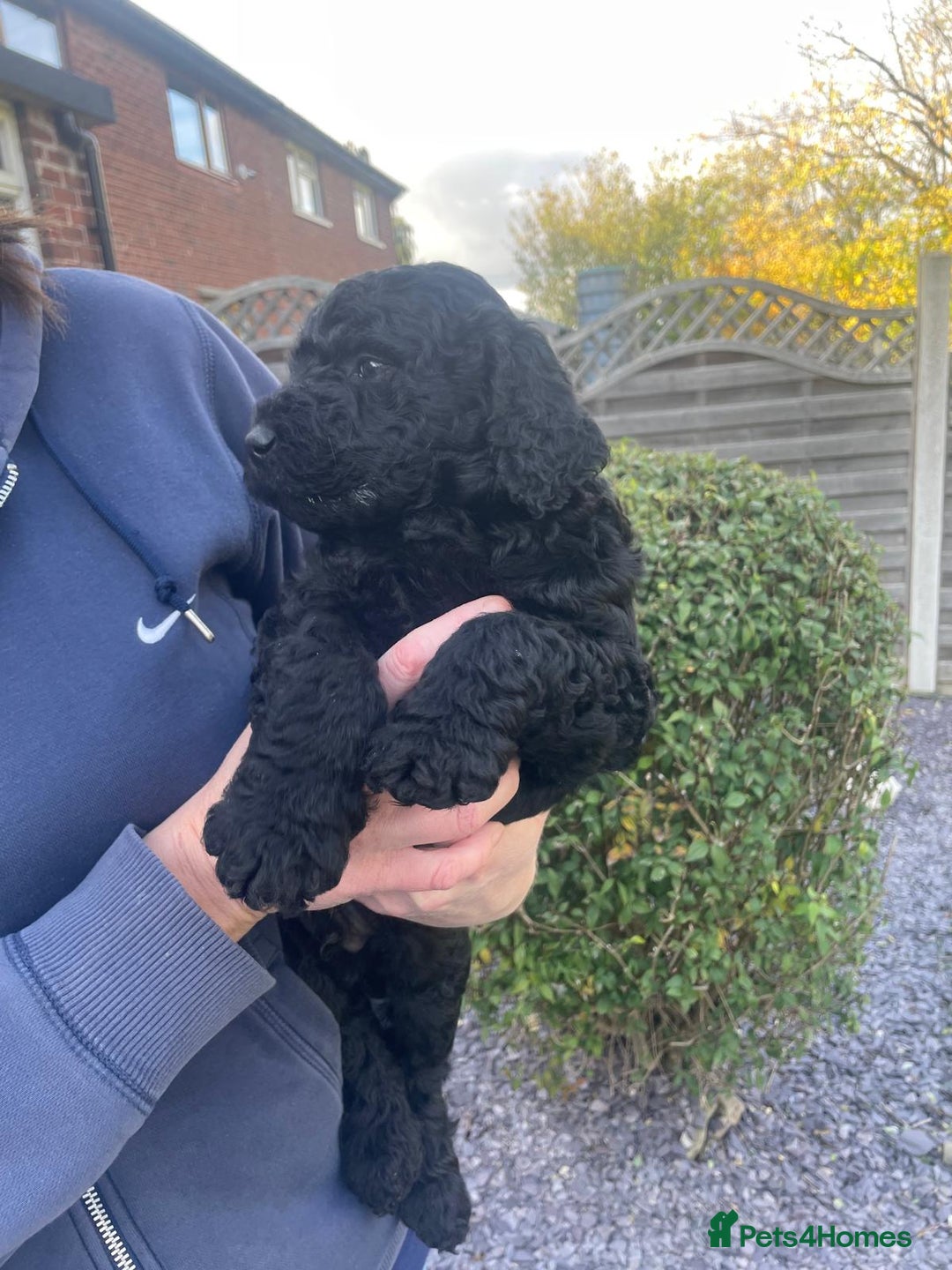 Labradoodle dogs for sale: Multigenrational labradoodle  - Image 1