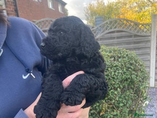 Labradoodle dogs - Advert 3