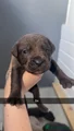 Cane Corso Puppy 9