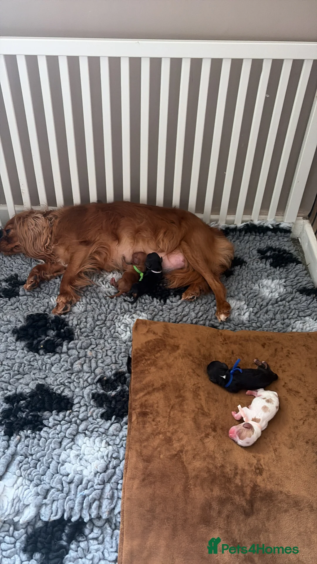Cavalier King Charles Spaniel dogs for sale: Beautiful KC Registered Cavalier King Charles  - Advert 1